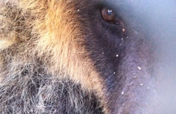 Story 4 - 151028 Crowsnest Pass Herald