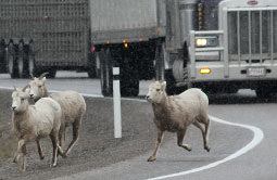 Story 1 - 160217 Crowsnest Pass Herald