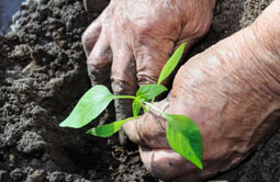 Story 3 - 170301 Crowsnest Pass Herald