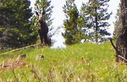 Story 5 - 170405 Crowsnest Pass Herald