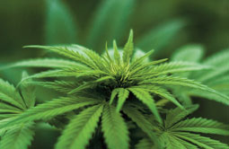 Story 1 - 180530 Crowsnest Pass Herald