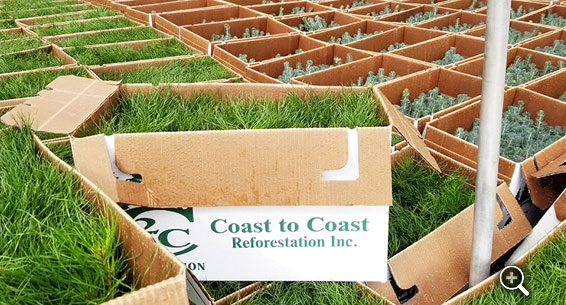 Crowsnest Pass Herald Front Page