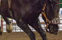 Story 3 - 190508 Crowsnest Pass Herald