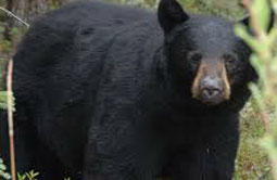 Story 2 - 140618 Crowsnest Pass Herald