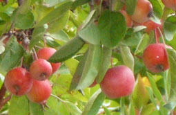 Story 1 - 170906 Crowsnest Pass Herald